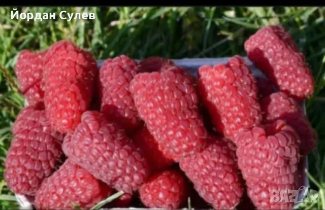 ‼️🌱Здравеите предлагам разсад Малини Висок Добив Много Сладки и Ароматни  (Люлин1лв) (Полка Глен Ди, снимка 5 - Разсади - 49910225