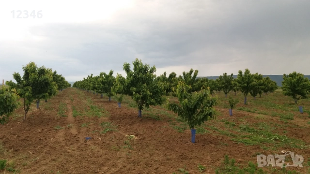 Продава се овощна градина, снимка 7 - Земеделска земя - 52111055