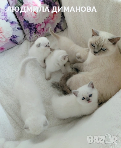 Шотландски със сини очи. Мъжки женски , снимка 12 - Британска късокосместа - 53042870