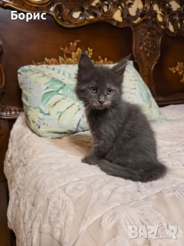 Мейн куун котета, снимка 5 - Мейн кун - 35075644