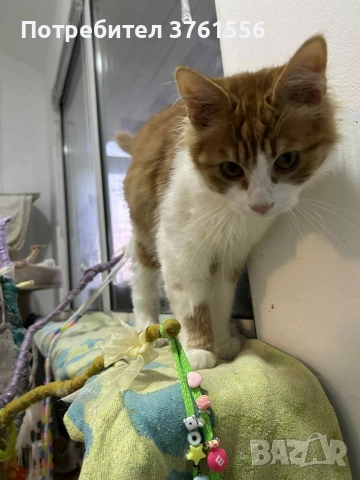 Подарявям Ангорско коте, снимка 9 - Ангорски - 52929199