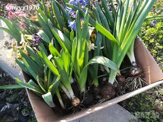 ЗЮМБЮЛИ В САКСИЯ С ПОЧВА 25ЛВ ЗА ЕДИН С ЛУКОВИЦА 1404250825, снимка 10 - Градински цветя и растения - 49886619
