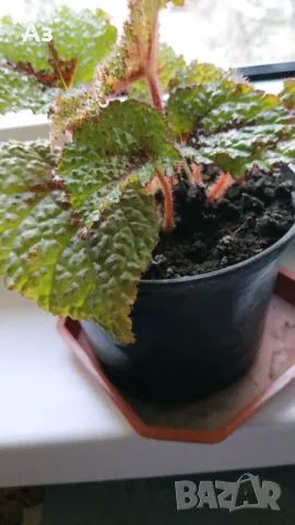 Продавам цветя Бегония Рекс (царска Бегония), снимка 3 - Стайни растения - 49969501