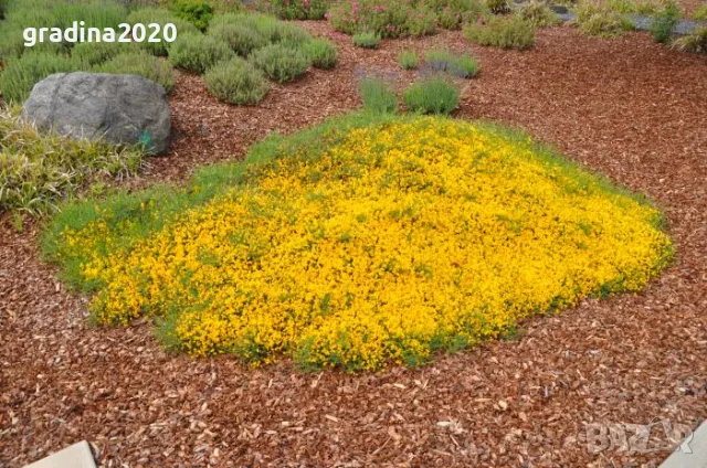 Гениста (Жълтуга) / Genista, снимка 5 - Разсади - 49487055