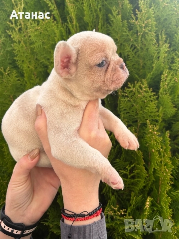 Френски булдог, снимка 3 - Френски булдог - 52548331