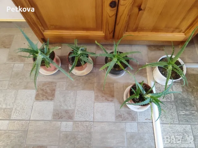 Алое Вера-лечебно, снимка 2 - Стайни растения - 49706399