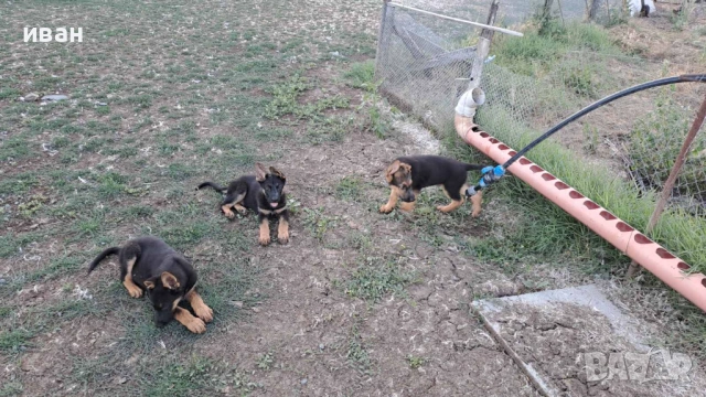 Подарявам, снимка 2 - Немска овчарка - 53592450