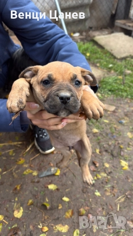 Преса канарио, снимка 2 - Други - 52809766