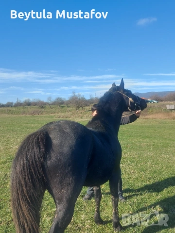 Продават се Кобила на 6г и конче 6-7 месеца , снимка 3 - Коне - 53218217