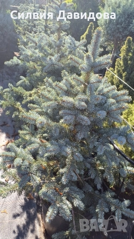 Сребрист смърч , снимка 13 - Градински цветя и растения - 52500093