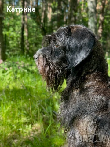 Женски Schnocker/Шнокер (микс с кокер шпаньол) си търси мъж