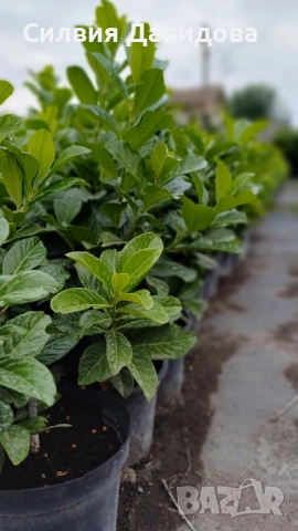 Лавровишня , снимка 5 - Градински цветя и растения - 51968758