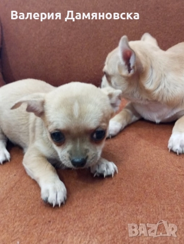 Чихуахуа женски, снимка 3 - Чихуахуа - 52531786