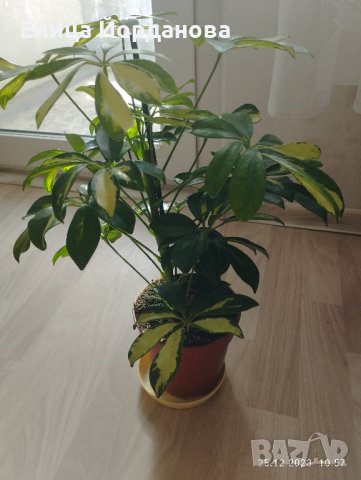 Пъстра шефлера