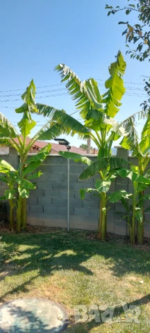 Студеноустойчиви Банани Муса Баджо 