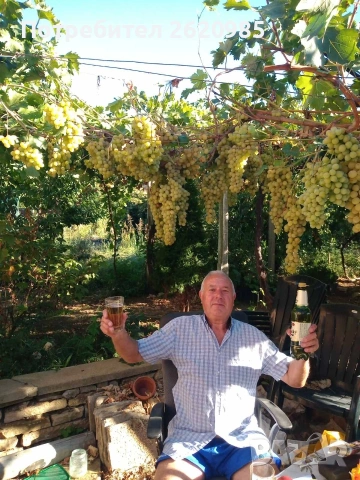 Лозов посадъчен материал , снимка 4 - Разсади - 53185674