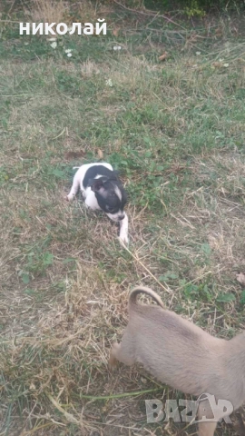 Свободни кучета чихуахуа , снимка 1