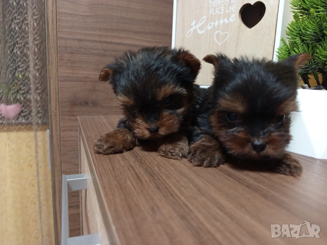 Йоркширски териер 