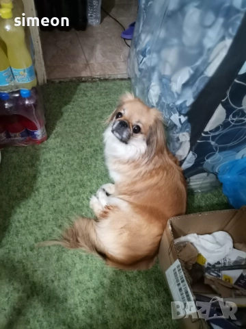 Куче, снимка 3 - Пекинез - 52820308