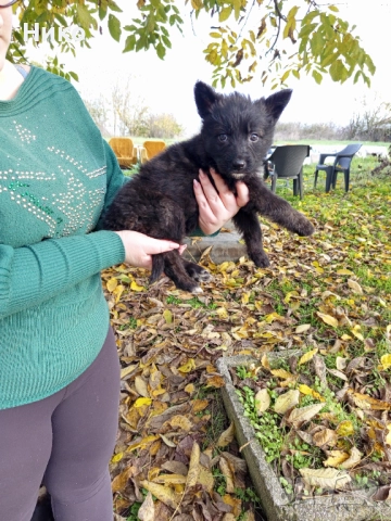 Немски овчарки , снимка 2 - Немска овчарка - 52176583