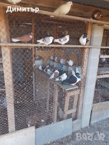 Гълъби шуменски и декорация. , снимка 4 - Гълъби - 52318134