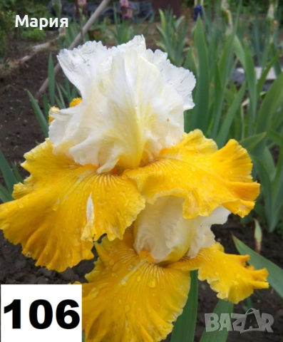 Сортови вискоки ириси /брадати ириси, снимка 5 - Сортови семена и луковици - 46410628