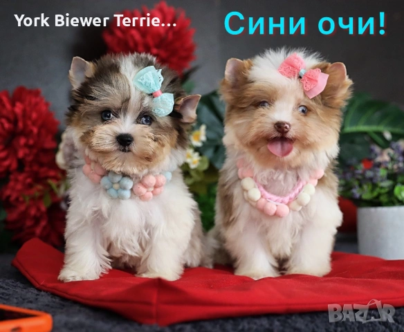 Йорки с сини очи! Малки бонбонки с родословие за деца и възрастни! 