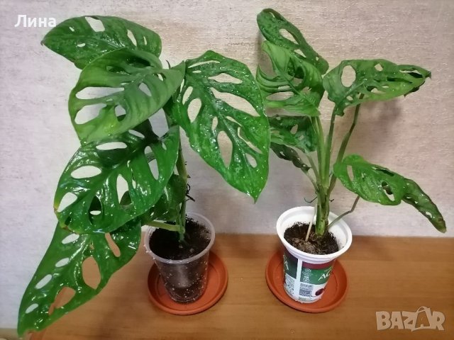 Монстера адансонии/Monstera adansonii/