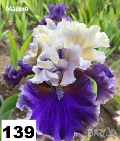 Сортови вискоки ириси /брадати ириси, снимка 6 - Градински цветя и растения - 51459181