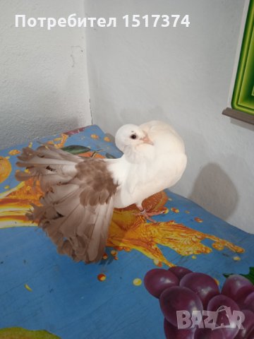 Продавам гълъби, Фенерлии , на капак , с цветни опашки , чисто бели , с гащи , снимка 9 - Гълъби - 34675193