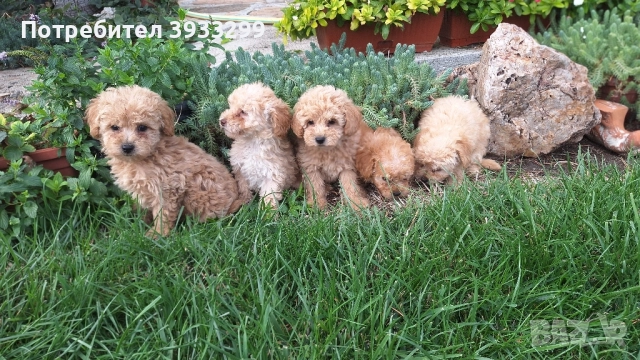 Пудел той пуделчета , снимка 11 - Пудели - 51947182