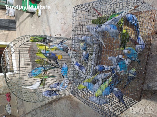 Вълнисти папагали, снимка 2 - Папагали - 34713871