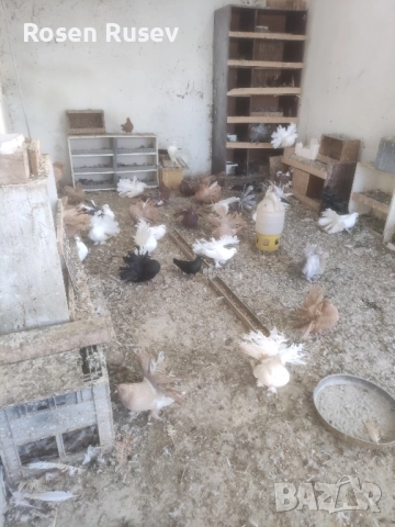 Свободни гълъби 100 бр.Пощи Ардезио гълъби на въртене , снимка 18 - Гълъби - 52429670