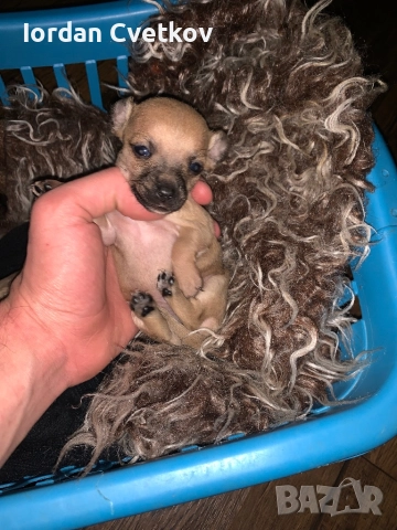 Пясъчни Мини Пинчери , снимка 9 - Пинчер - 52508096