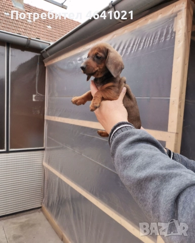 Дакел, снимка 4 - Дакели - 52451860