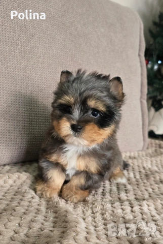 Момче Блумерле , снимка 2 - Йоркширски териер - 53046822