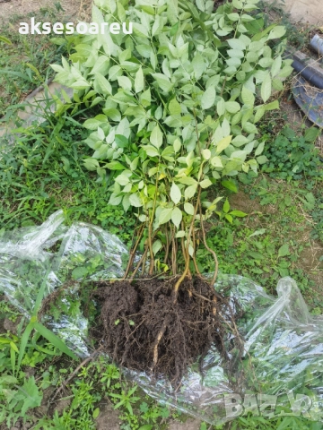 Нова здрава Еводия над метър Фиданки от медоносното дърво на пчеларя разсад високи дръвчета , снимка 10 - Разсади - 51647548