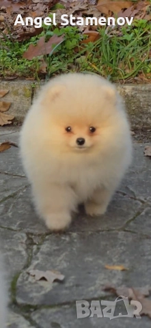Померан,мини момченца с родословие!, снимка 8 - Померан - 52471328