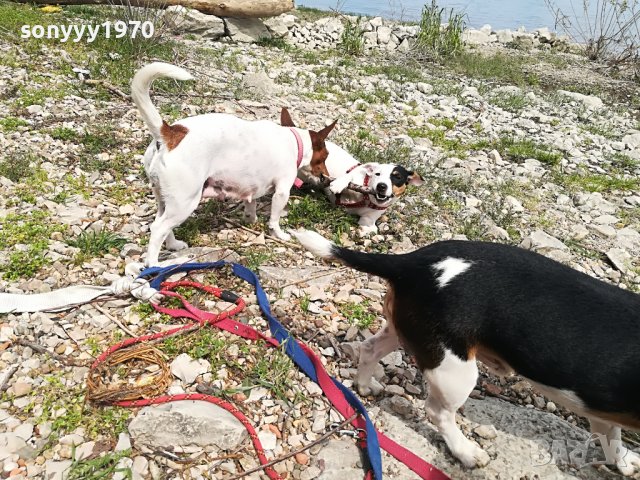 джакове-видин 1505221539, снимка 10 - Джак ръсел териер - 36767185