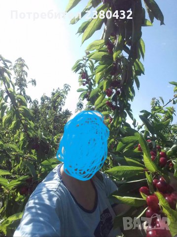 Овощна градина череши от собственик, снимка 9 - Земеделска земя - 26207054