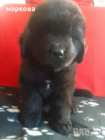 нюфаудленд, снимка 2 - Други - 50939575