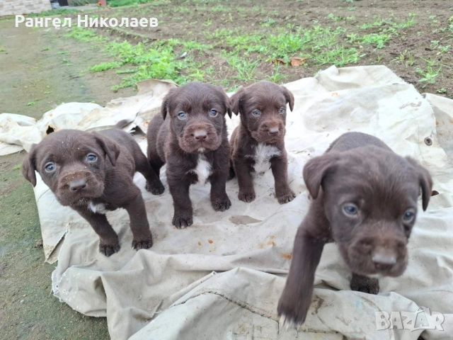 Малки дратхари, снимка 3 - Дратхаар - 52580287