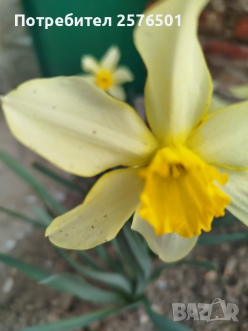 Продавам луковици от пролетни цветя - лалета, нарциси, зюмбюли....., снимка 11 - Градински цветя и растения - 52896351