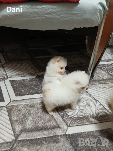 Mini Pomeran, снимка 5 - Померан - 53567326