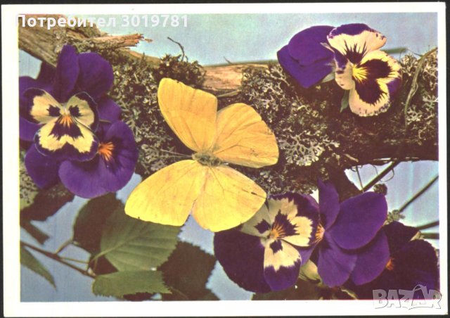 Пощенска Картичка Фауна Пеперуда 1970 от СССР, снимка 1 - Филателия - 32260964