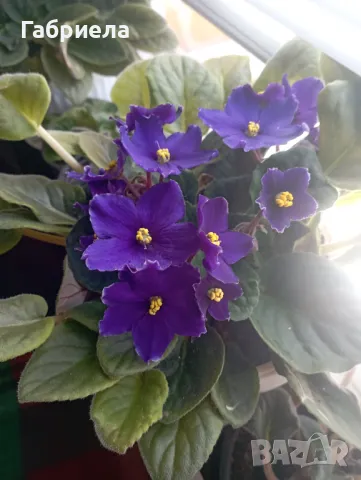 Сентполия- кичеста теменужка