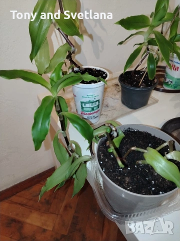 Ароматна кализия- стайно растение с множество лечебни свойства , снимка 4 - Стайни растения - 51869482