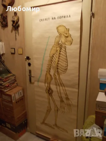 Старинно учебно табло Анатомия