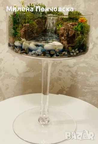 Терариум, снимка 7 - Стайни растения - 50215020