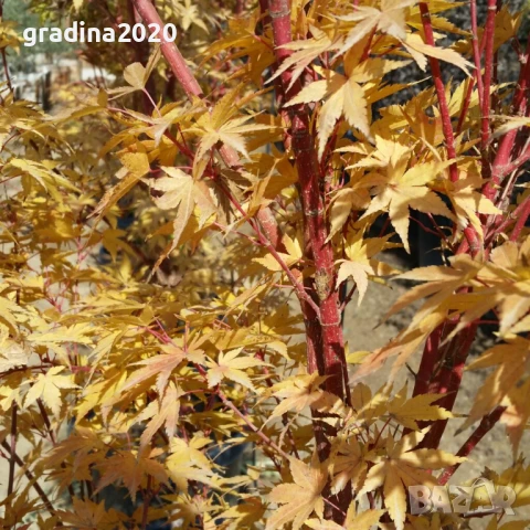     Ацер - Санго Каку, снимка 2 - Разсади - 50635841